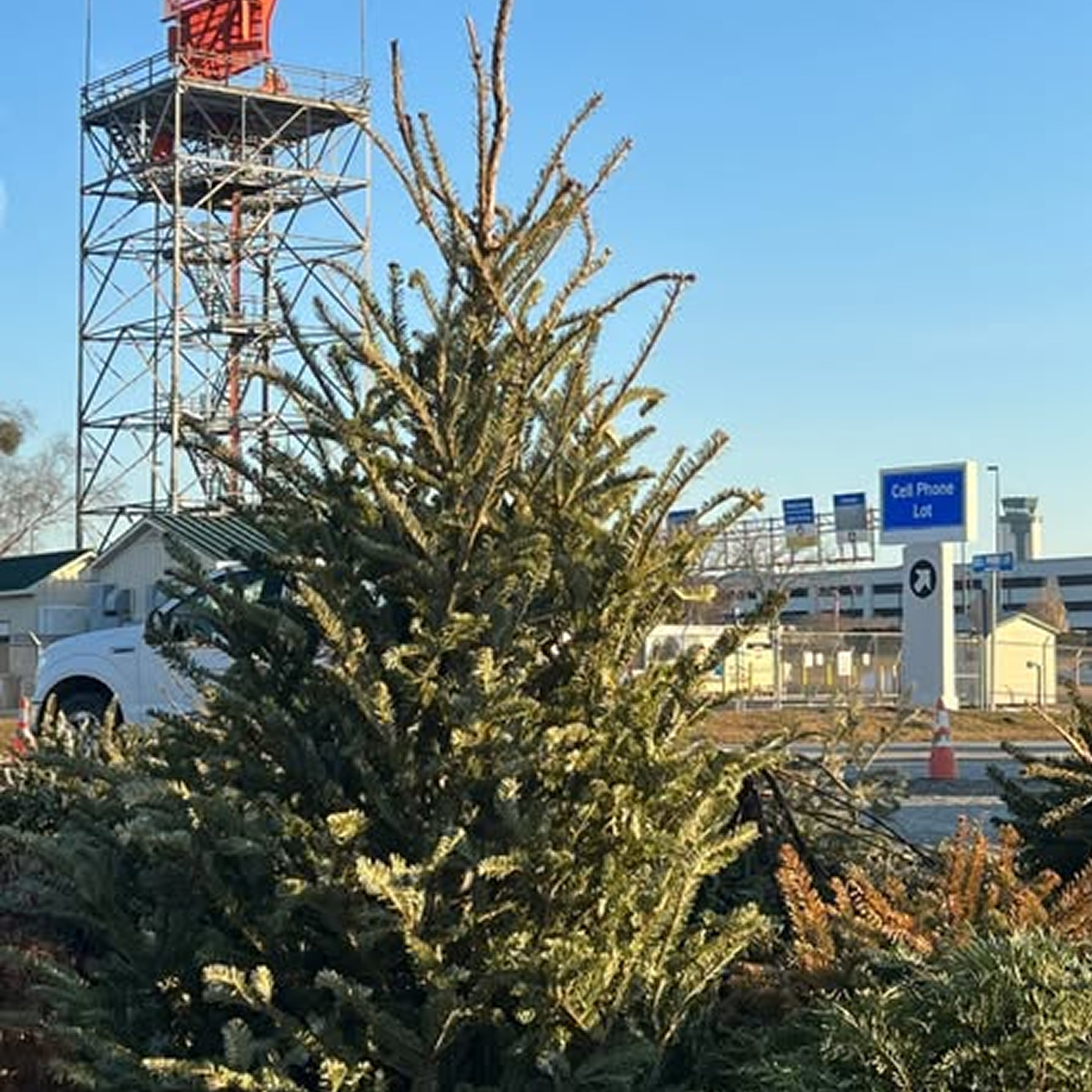 Recycled Christmas Trees