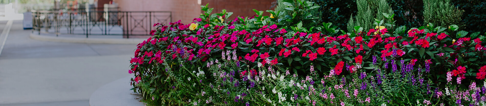 Savannah Hilton Head International Airport flowers