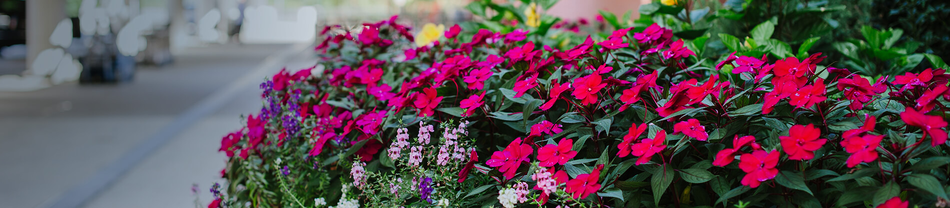 Savannah Hilton Head International Airport flowers